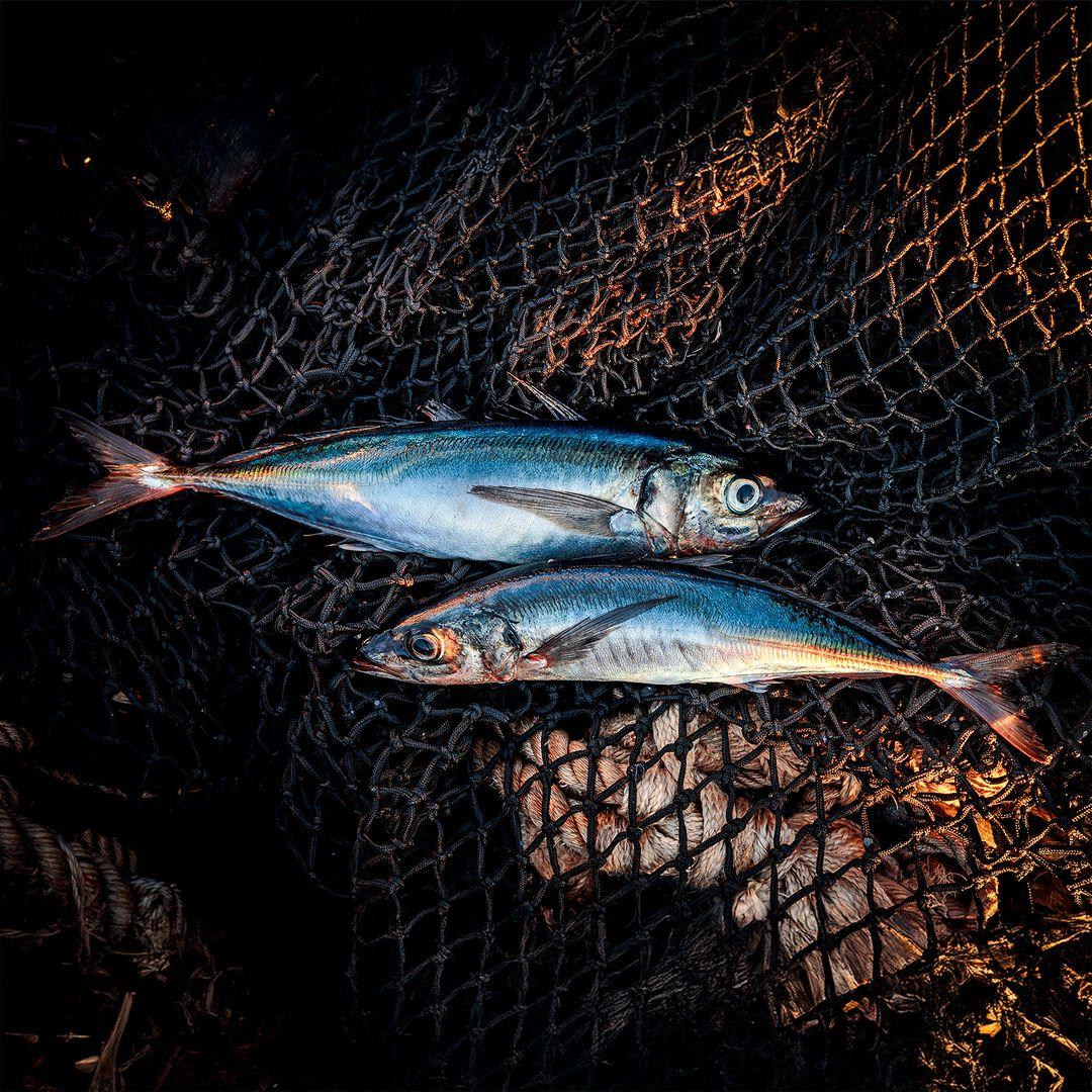 Provisions Smoked Jack Mackerel