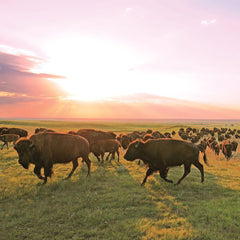 Provisions Grass-Fed Ranch Bison Meat Sticks